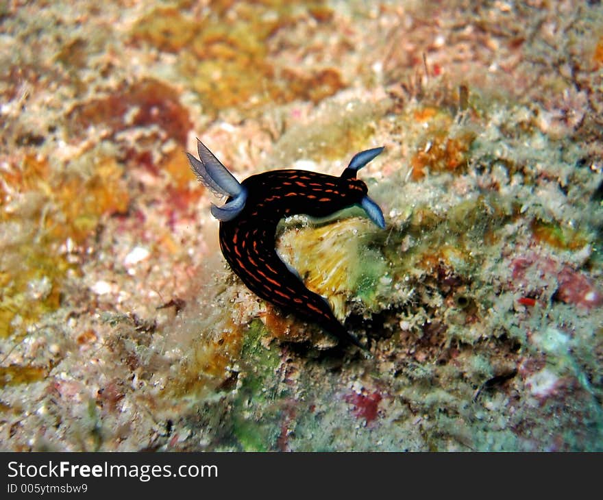 Nudibranch