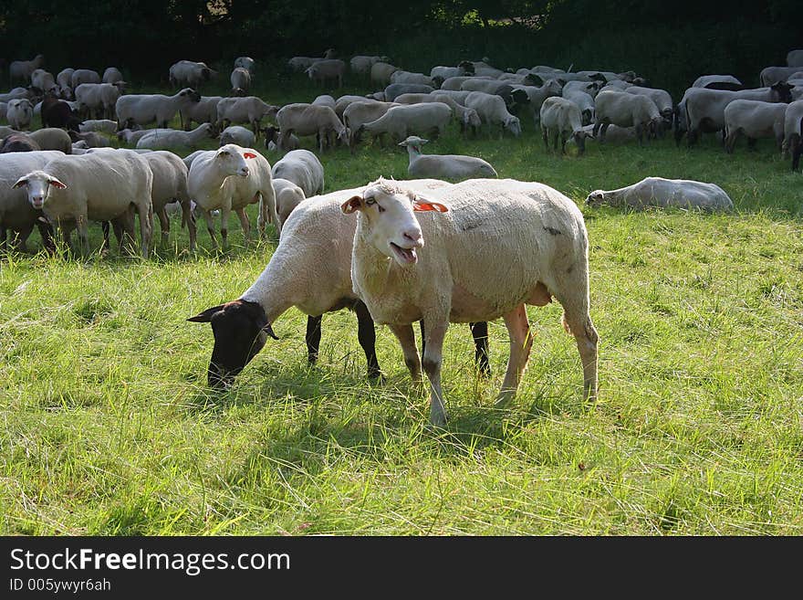 German sheep herd