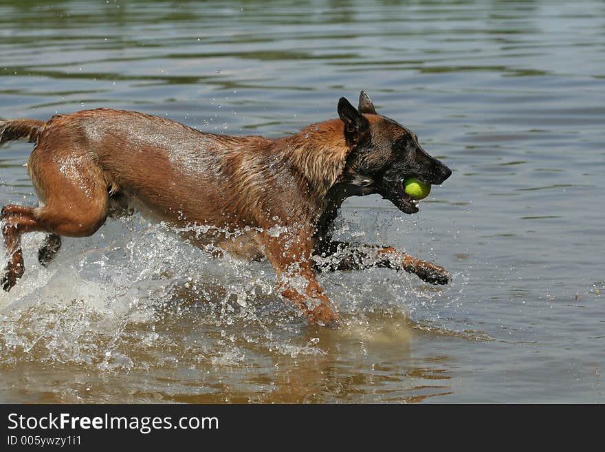 Belgian shepherd playing with ball in lake. Belgian shepherd playing with ball in lake