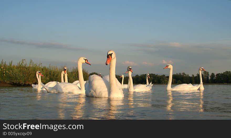 Swans