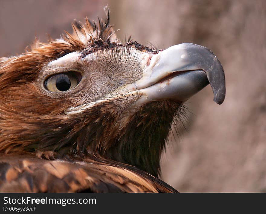 An eagle close-up