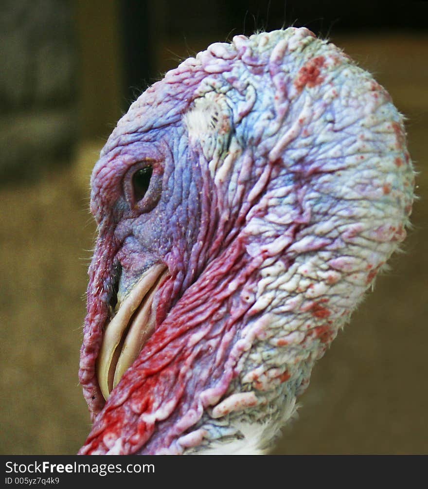 Turkey-cock