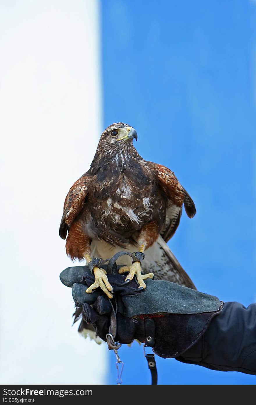 Eagle portrait