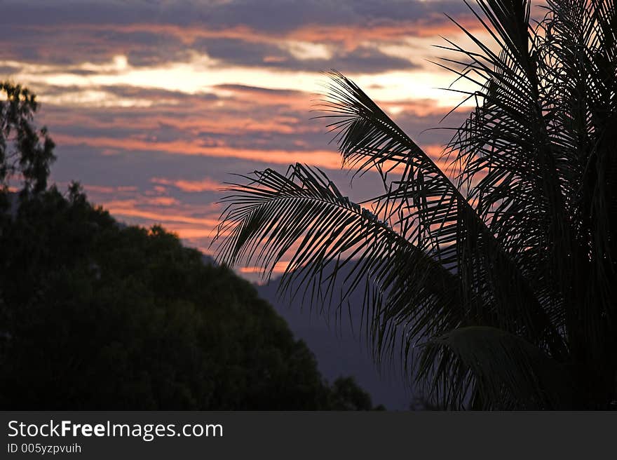 Palm Tree Silluette At Sunset