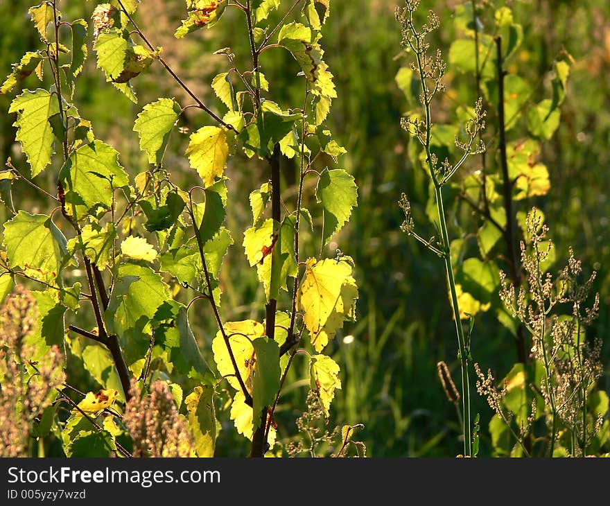 Summer meadow. Summer meadow