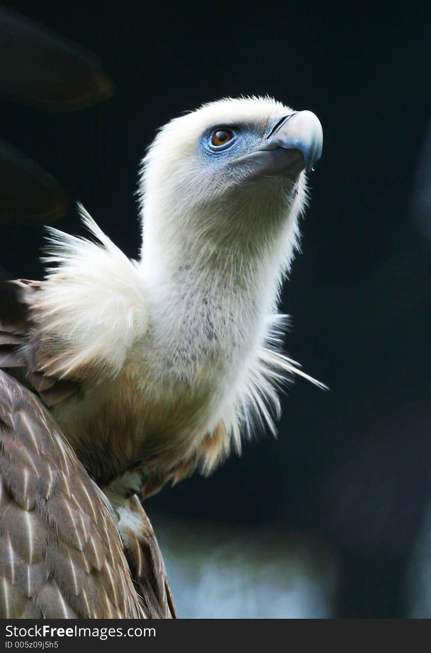 An eagle close-up. Proud bird