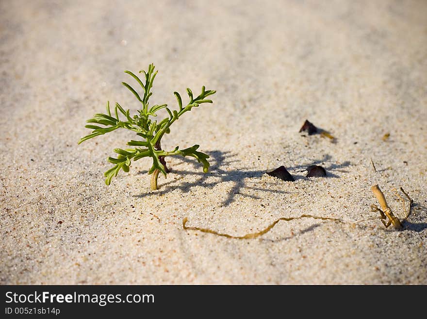 Palm on the Sand