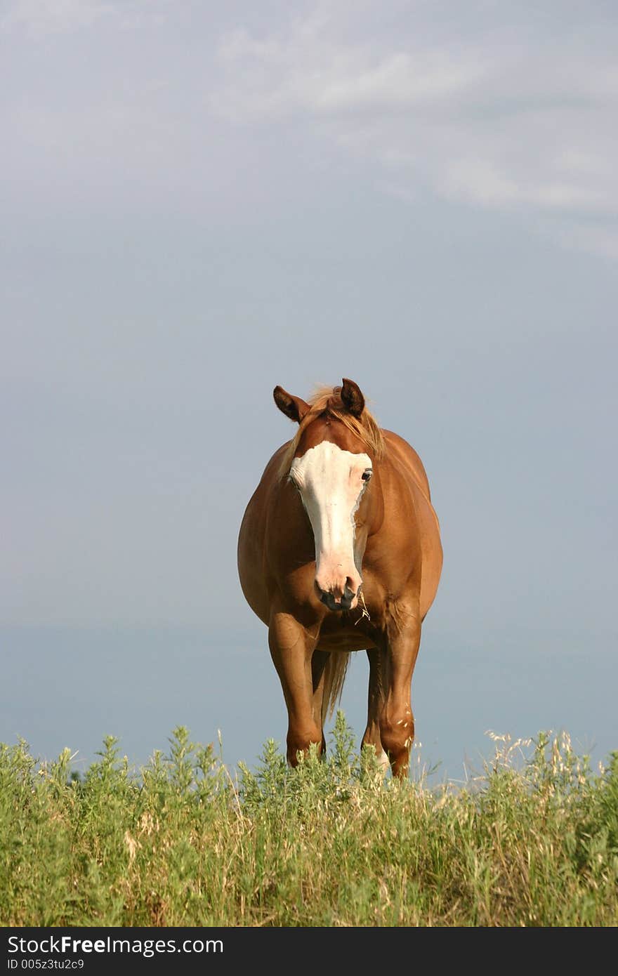 Baldfaced sorrel filly on top of hill on summer day, late afternoon sunshine, overcast sky in background. Baldfaced sorrel filly on top of hill on summer day, late afternoon sunshine, overcast sky in background.