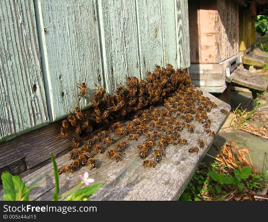 Beehives in natural environment