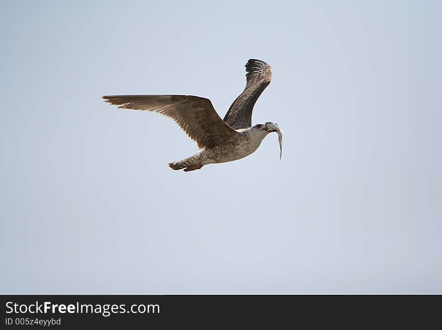 Seagull eat fish flying