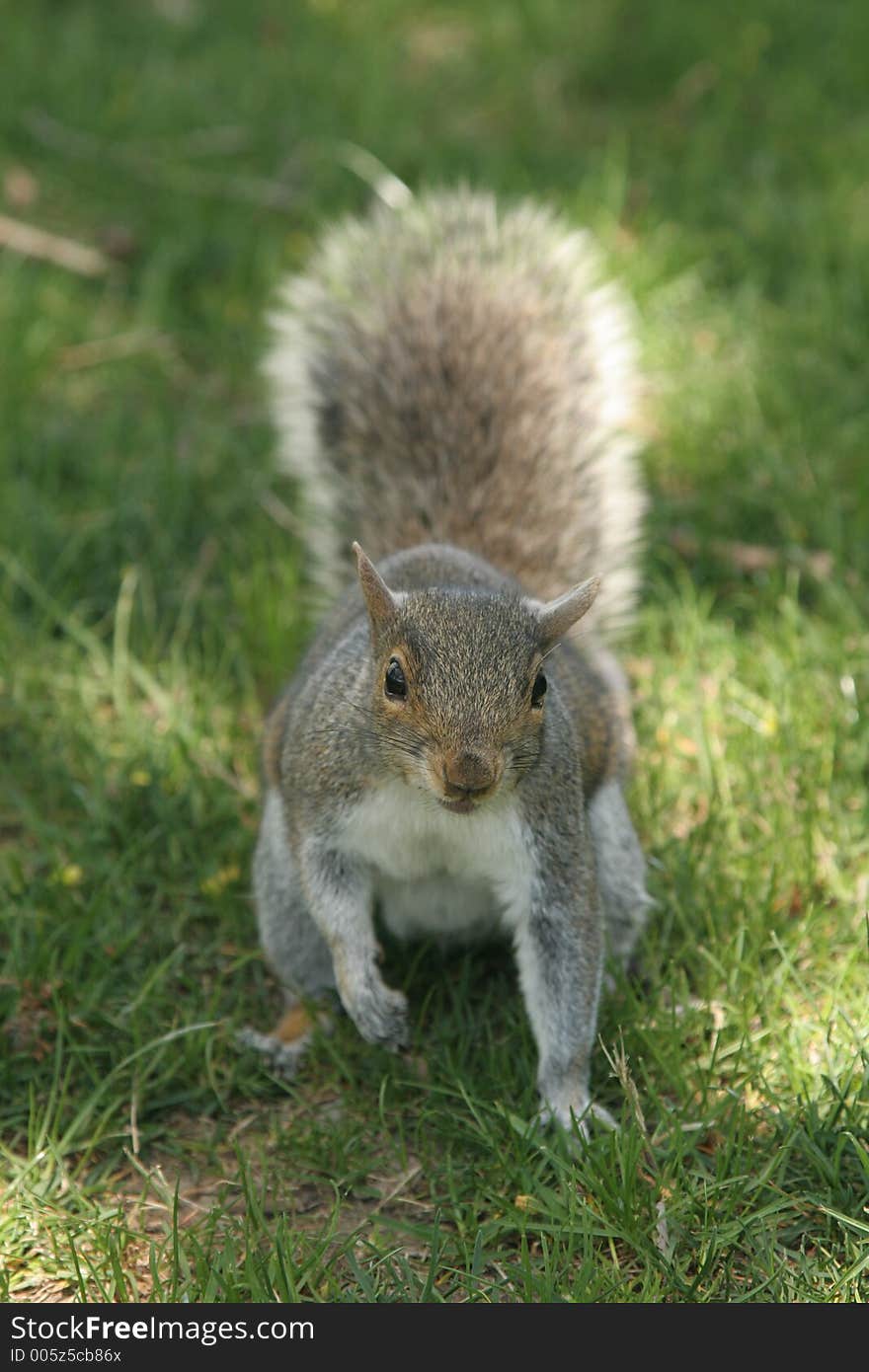 Squirrel