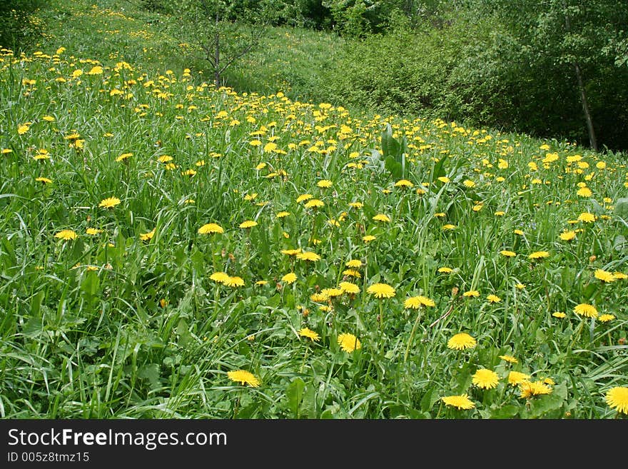 Dandelion field