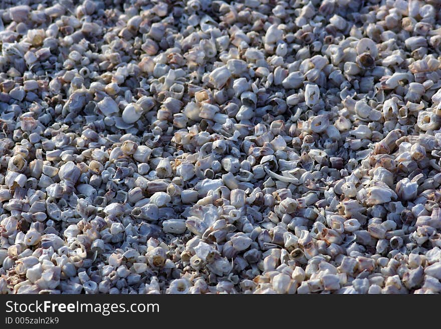 The Salton Sea is filled with beaches of fish bones. The Salton Sea, a lake in Southern California, is polluted and many millions of the tilapia fish die off each year.