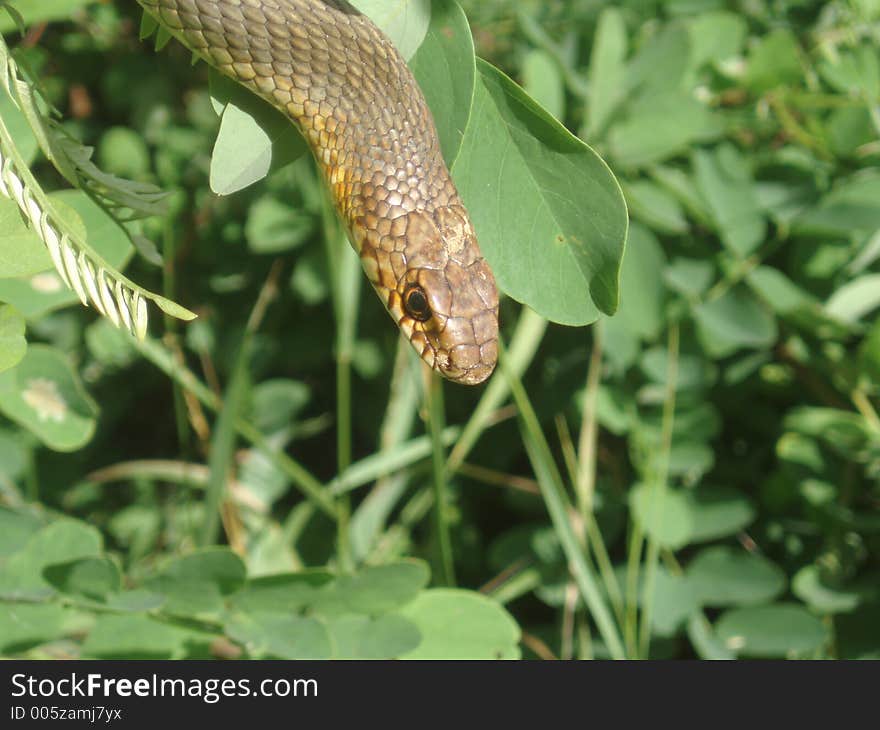 Grass Snake