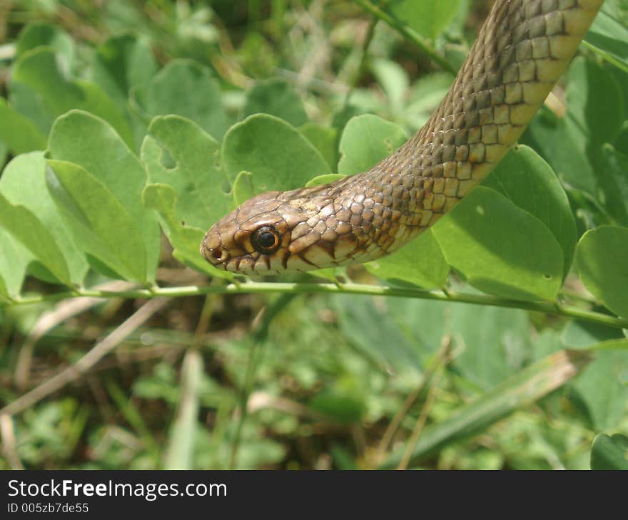 Grass Snake