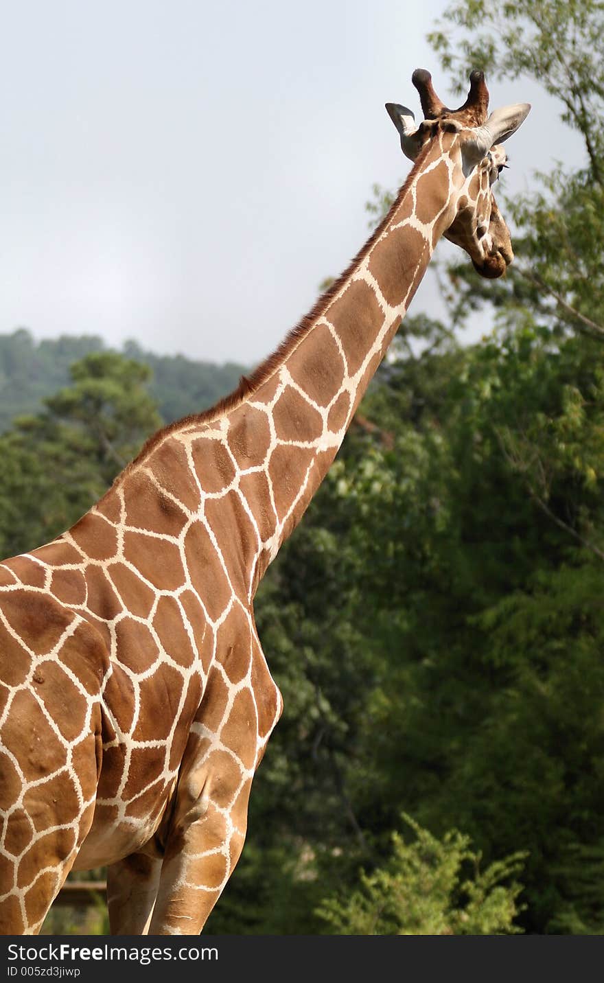 Giraffe looking out