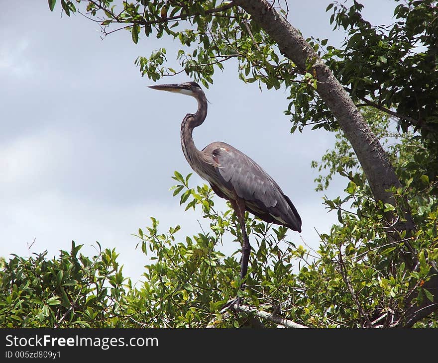 Great Blue Heron