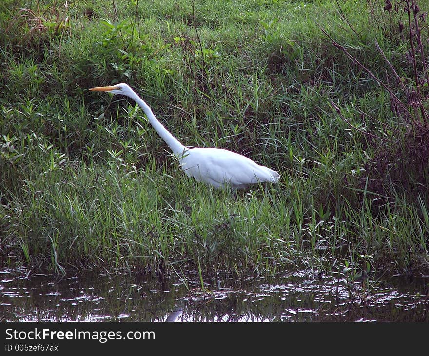 Taken at Central Park Nature Preserve, Largo FL. Taken at Central Park Nature Preserve, Largo FL