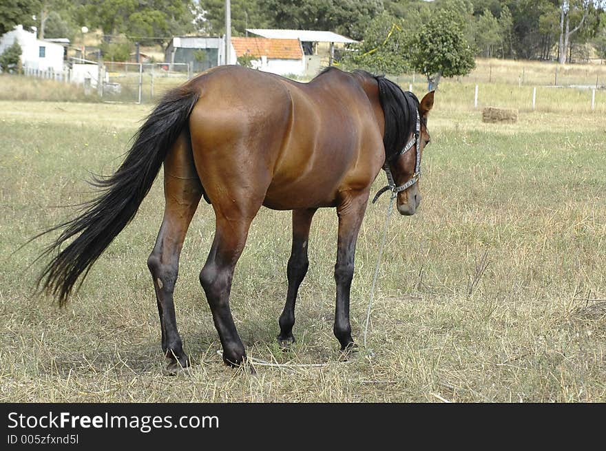 Field Horse