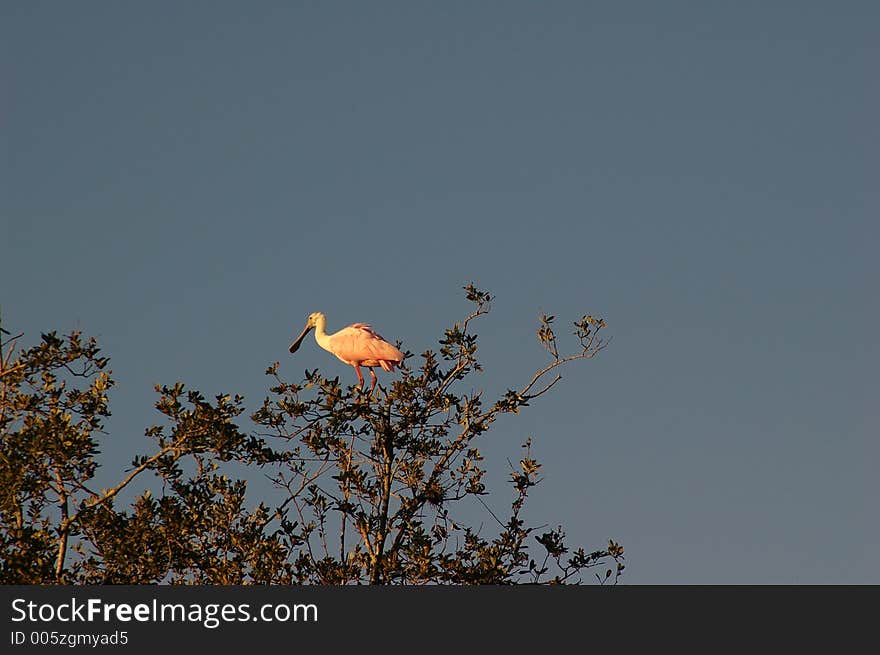 Rosette Spoonbill against the sunrise at Boca Ciega Millinum Park, Seminole FL. Rosette Spoonbill against the sunrise at Boca Ciega Millinum Park, Seminole FL