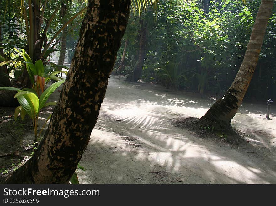The sun creeping through gaps in the trees lighting up the path.  The forest is made up of palm trees, on a small island/resort, Filitheo island, Maldives. The sun creeping through gaps in the trees lighting up the path.  The forest is made up of palm trees, on a small island/resort, Filitheo island, Maldives.