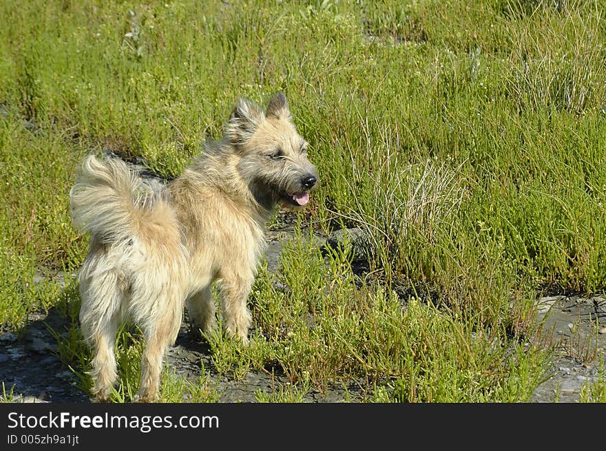 Riverside Dog