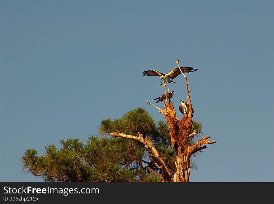 Osprey Approaching Young