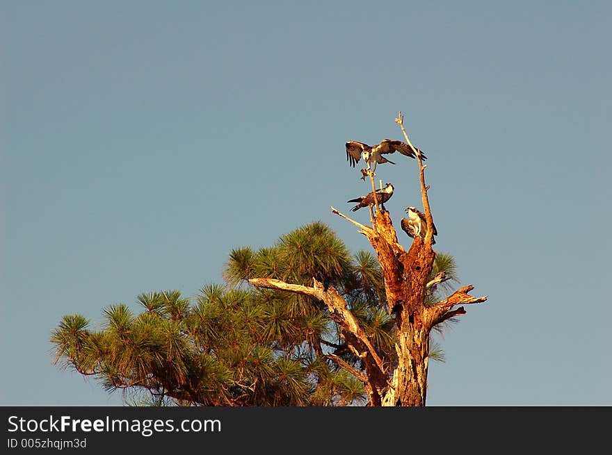 Osprey Feeding Young