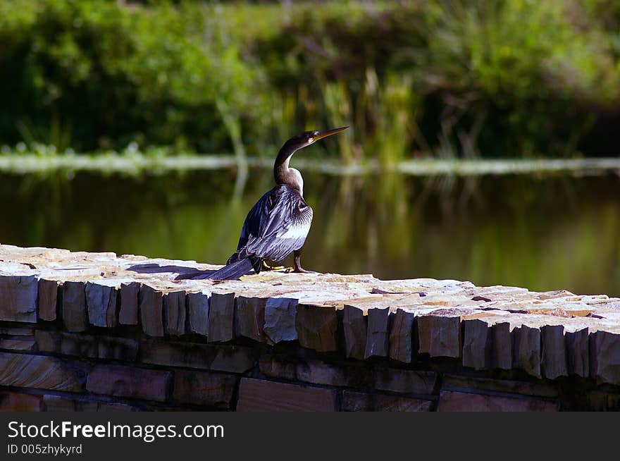 Anhinga at Sunrise