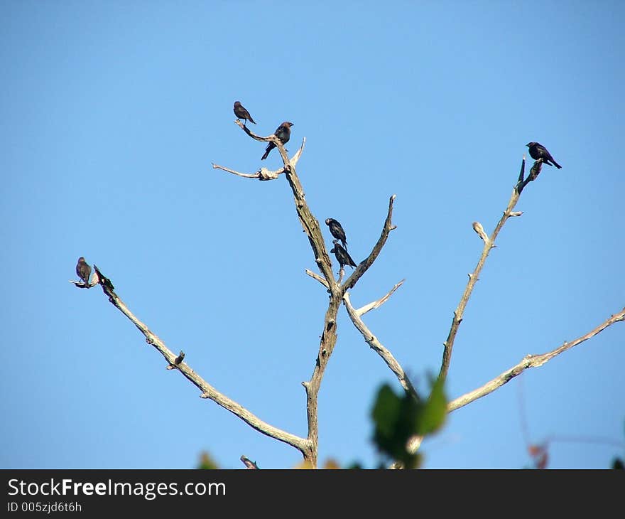 Four Blackbirds In A Tree