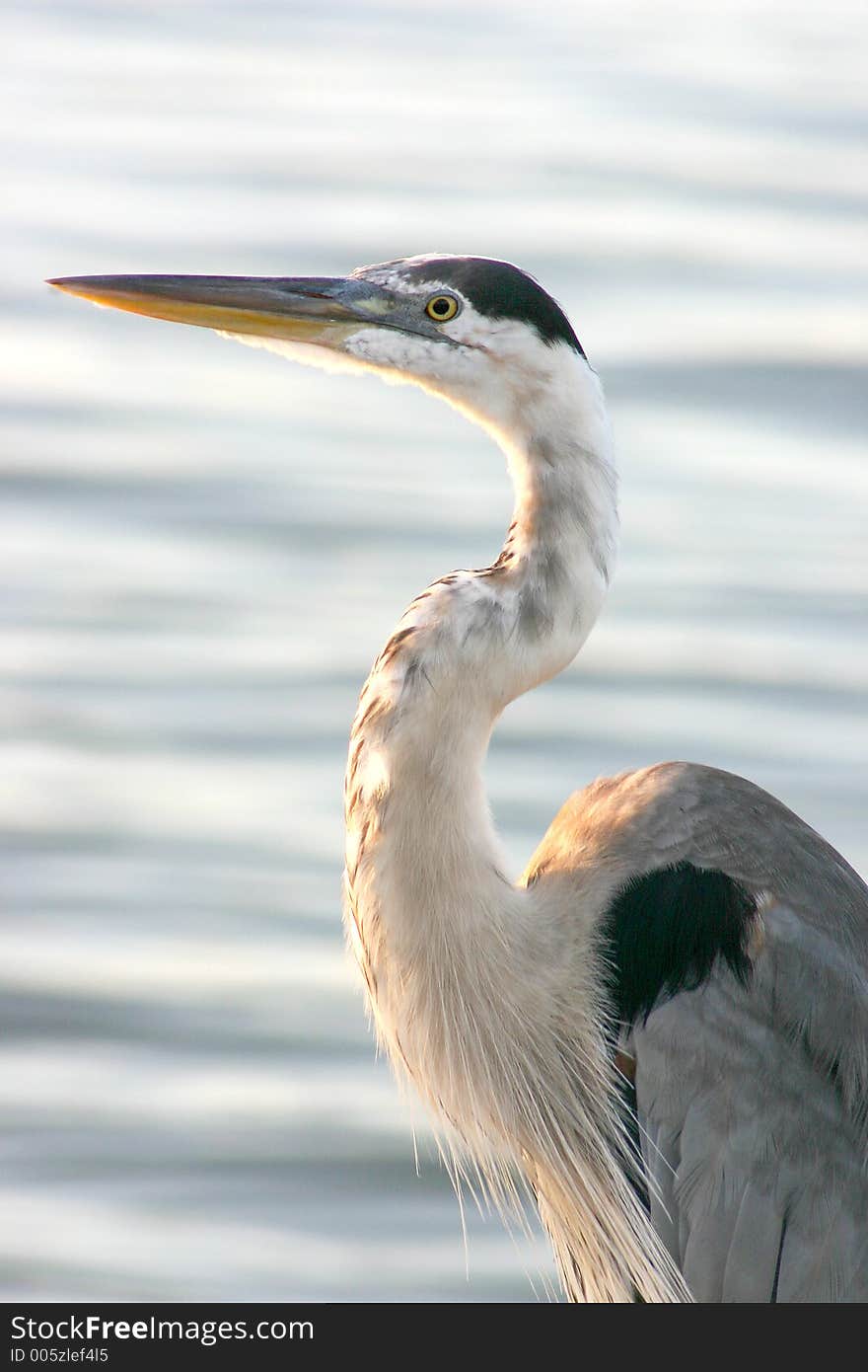 Heron on Floridas Gulf Coast. Heron on Floridas Gulf Coast