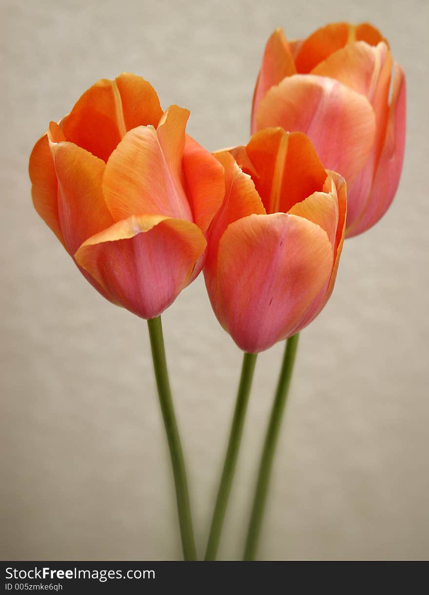 Image of tulips. Image of tulips