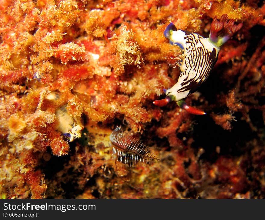 Nudibranch