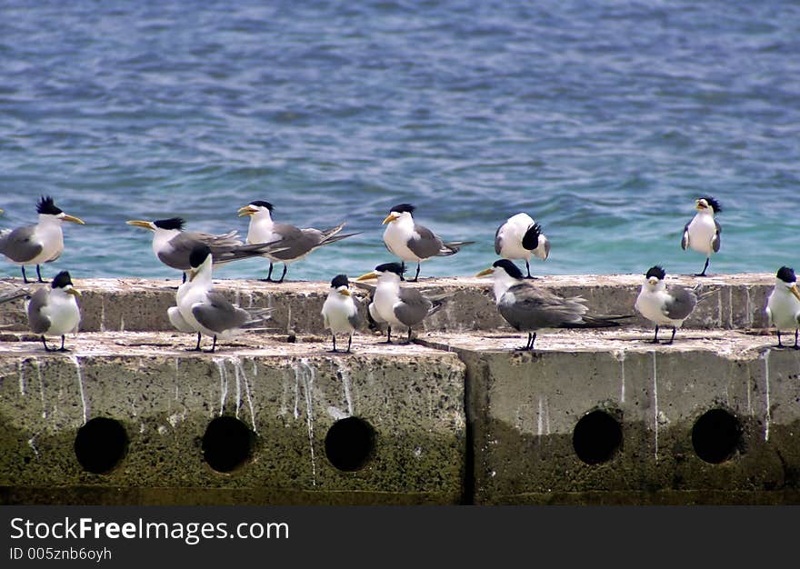 Birds on the Block