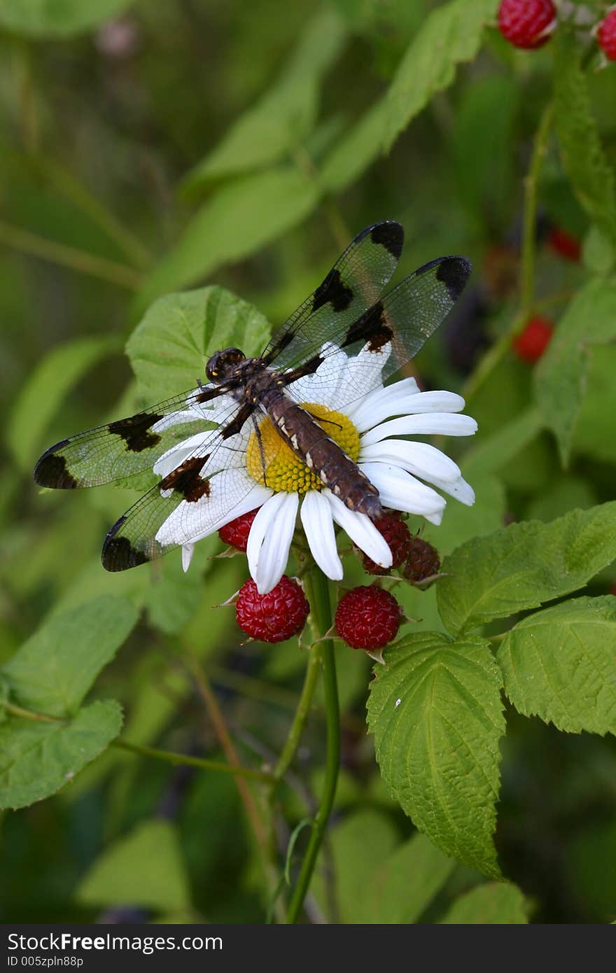 Dragonfly on a daisy near red berries