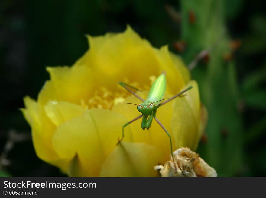 Preying Mantis on Cactus Bloom