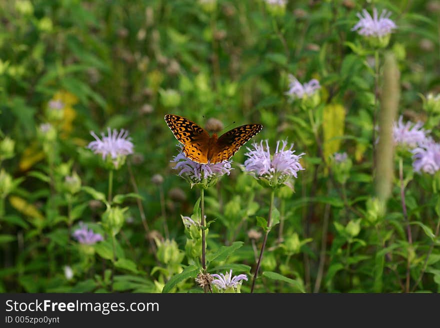 Great Spangled Fritillary