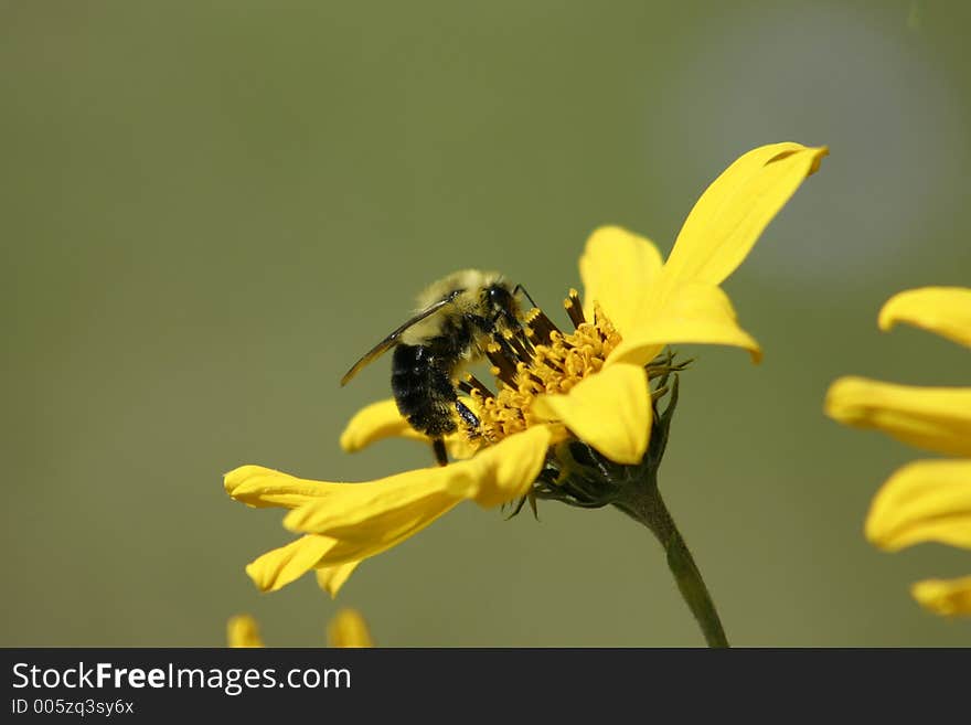 Fuzzy bee collecting from a flower. Fuzzy bee collecting from a flower