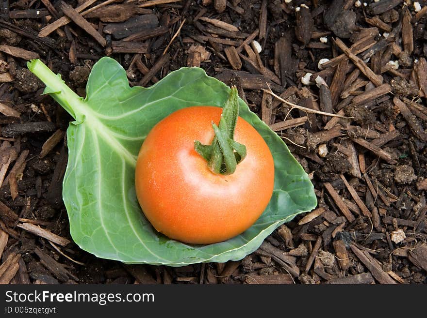 A ripening tomato is cushioned by a brussel sprout leaf.  Lilliputian like. A ripening tomato is cushioned by a brussel sprout leaf.  Lilliputian like.