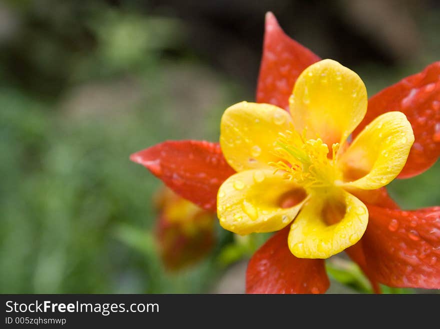 Close-up columbine flower