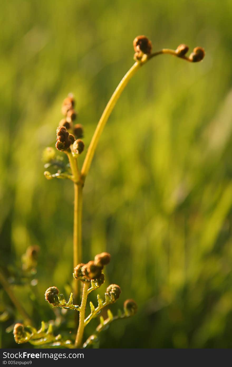 Young fern fronds unfurling in warm sunlight. Young fern fronds unfurling in warm sunlight