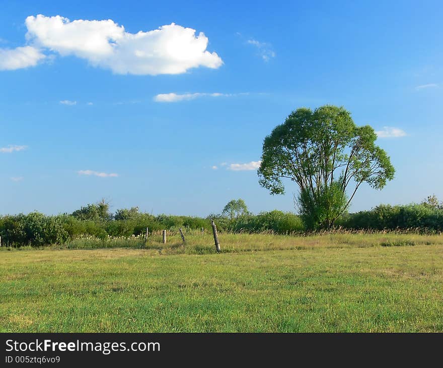 Summer landscape. Summer landscape