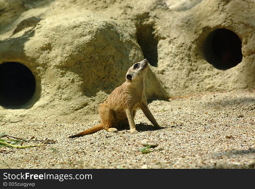 A meerkat (Suricata suricatta) at Zoo