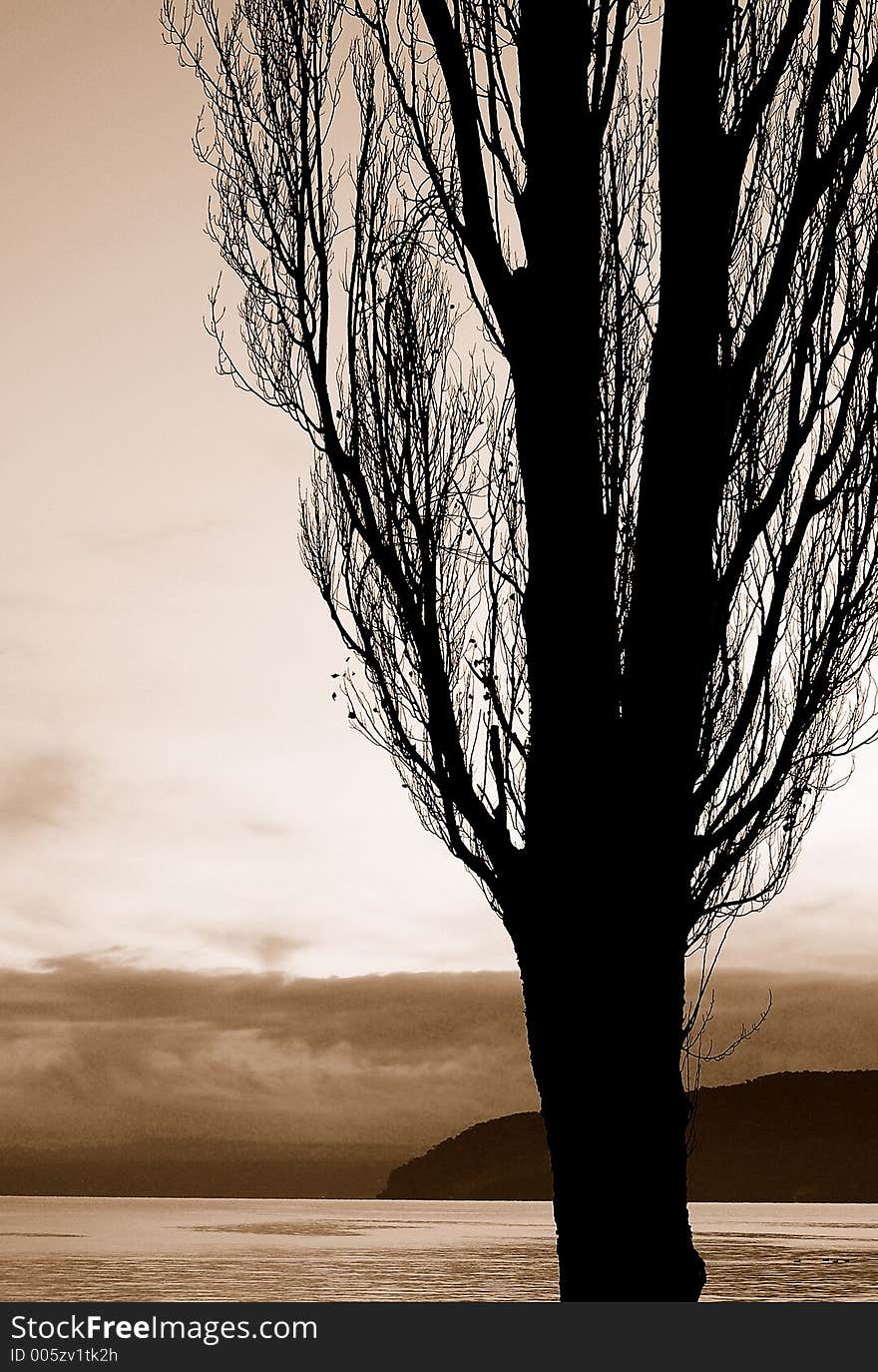 Tree infront of lake at dusk