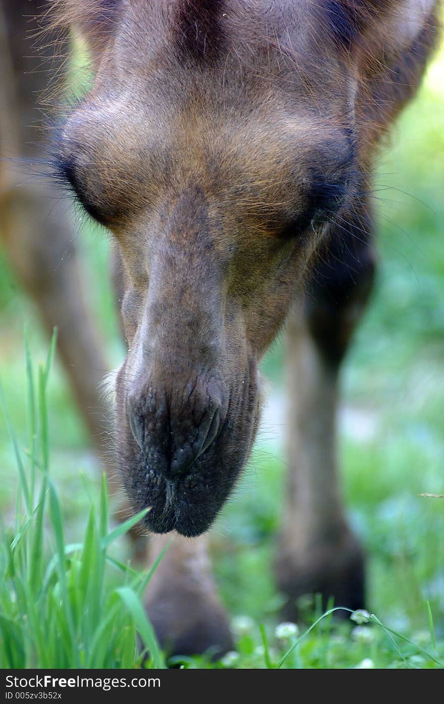 Camel eating grass