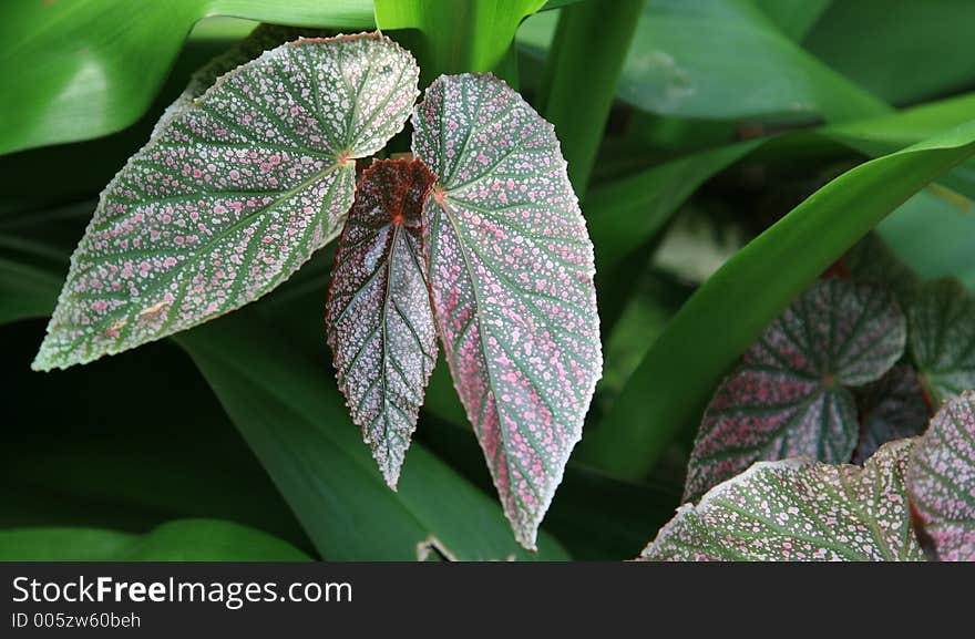 Three Leaves