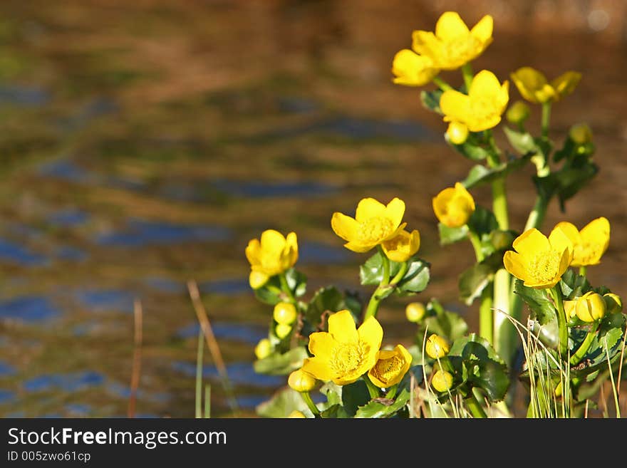 Photograph of yellow flowers on a riverbank bathed in the evening sun, reflections of the flowers on the still stream passing by. Photograph of yellow flowers on a riverbank bathed in the evening sun, reflections of the flowers on the still stream passing by