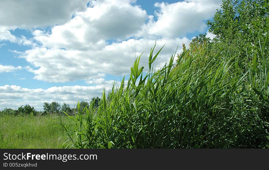 Green cane and cloudy sky in summer day