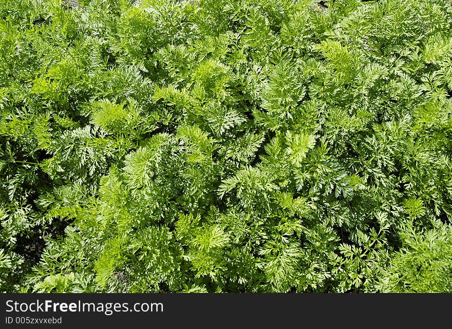 Green carrot