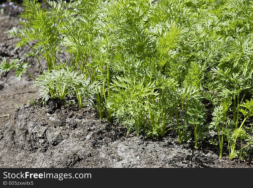 Green carrot